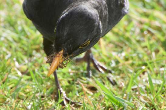 15 May 2021 - 08-33-49

---------------
Blackbird feeding on Dartmouth lawn